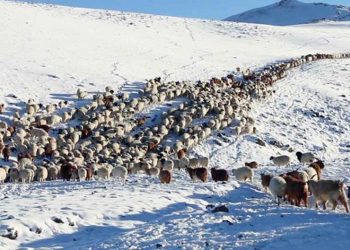 100 гаруй бод, 46 бог хулгайлан зарж борлуулсан малын хулгайчийг барилаа