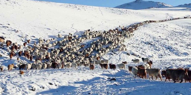 100 гаруй бод, 46 бог хулгайлан зарж борлуулсан малын хулгайчийг барилаа