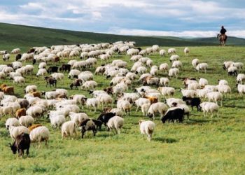 Алтан Мажиг: Хэдэн малынхаа буянаар л төрд данстай болсон хүн дээ, би