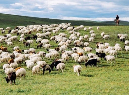 Алтан Мажиг: Хэдэн малынхаа буянаар л төрд данстай болсон хүн дээ, би