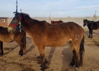 Тод манлай уяач Т.Галбадрахын Бүлтэн хээр үрээг Алдарт уяач Гончигбатын Батболд 150 саяар авчээ