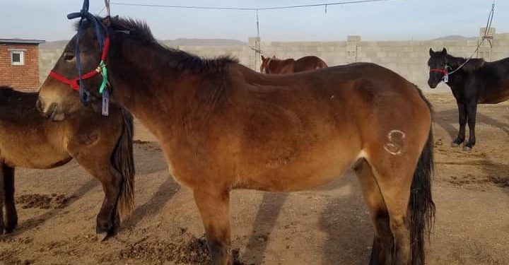 Тод манлай уяач Т.Галбадрахын Бүлтэн хээр үрээг Алдарт уяач Гончигбатын Батболд 150 саяар авчээ