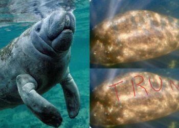 Далайн гахайн нуруунд Трамп гэж бичсэн хэргийн тухай мэдээлэл өгвөл 5000 доллароор шагнана