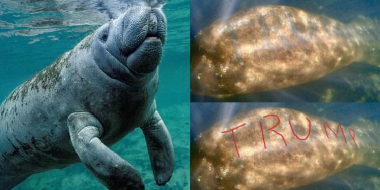 Далайн гахайн нуруунд Трамп гэж бичсэн хэргийн тухай мэдээлэл өгвөл 5000 доллароор шагнана