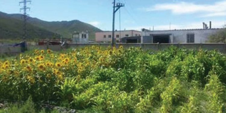 ЭРДЭНЭШИШ, НАРАНЦЭЦЭГ ТАРЬСАН ГАЗАРТ ХҮНД МЕТАЛЛЫН БОХИРДОЛ 40 ХУВИАР БУУРСНЫГ ТОГТООЖЭЭ