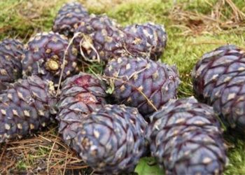 Самар түүхээр явсан 7 иргэн амь насаа алджээ