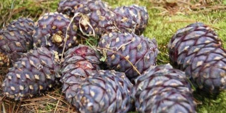 Самар түүхээр явсан 7 иргэн амь насаа алджээ