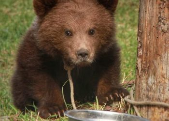 ГУРВАН САРТАЙ БАМБАРУУШ АЙЛЫН ХОТОНД ИРЖЭЭ