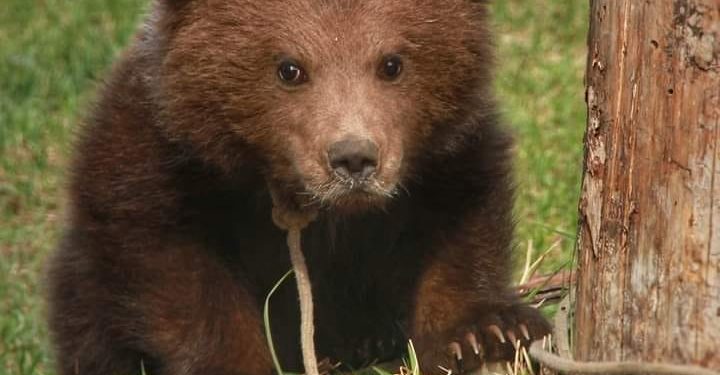 ГУРВАН САРТАЙ БАМБАРУУШ АЙЛЫН ХОТОНД ИРЖЭЭ