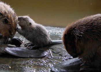 МИНЖ МАЛЛАГЧ Т.ГАНЗОРИГ: МИНЖ ТАВ ИХЭРЛЭСЭН НЬ МОНГОЛД АНХНЫ ТОХИОЛДОЛ