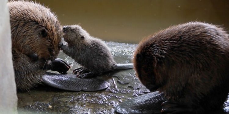 МИНЖ МАЛЛАГЧ Т.ГАНЗОРИГ: МИНЖ ТАВ ИХЭРЛЭСЭН НЬ МОНГОЛД АНХНЫ ТОХИОЛДОЛ