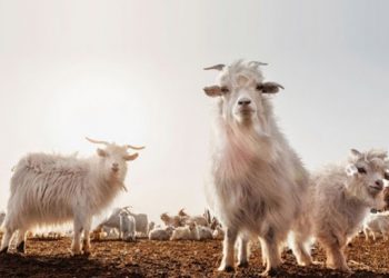 10 их наядын хөтөлбөрөөс ноолуурын бэлтгэлд 200 тэрбум олгоно