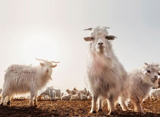 10 их наядын хөтөлбөрөөс ноолуурын бэлтгэлд 200 тэрбум олгоно