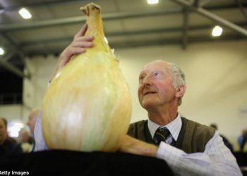 Дэлхийн хамгийн том ургасан сонгино 8,2 кг