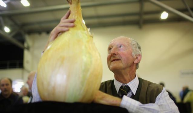 Дэлхийн хамгийн том ургасан сонгино 8,2 кг