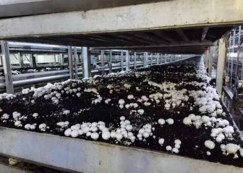 Цагаан мөөгөөр ядуурлыг бууруулж байна