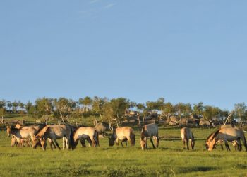 Хустайн нурууны тахийн тоо толгой 390 гаруйд хүрчээ