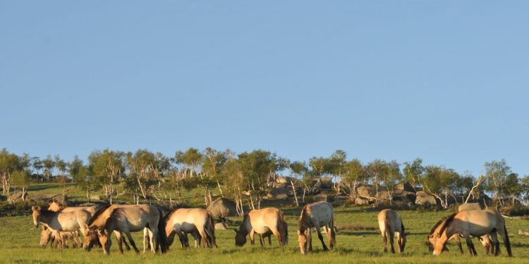 Хустайн нурууны тахийн тоо толгой 390 гаруйд хүрчээ