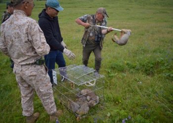 Дархан-Уул аймагт тарвага нутагшуулав