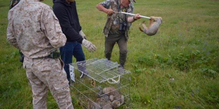 Дархан-Уул аймагт тарвага нутагшуулав