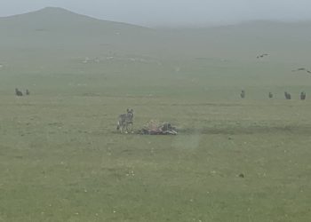 С.Баярын харсан чоно