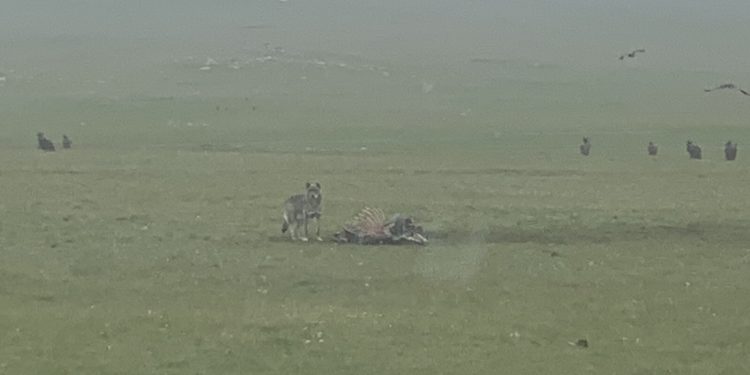 С.Баярын харсан чоно