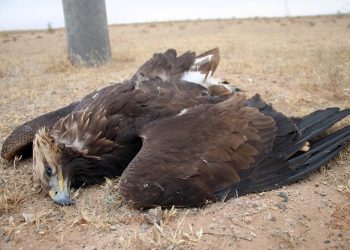 Махчин шувуудын “Оршуулгын газар” буюу Петро Чайна-Дачин тамсаг