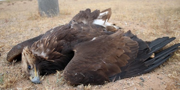 Махчин шувуудын “Оршуулгын газар” буюу Петро Чайна-Дачин тамсаг