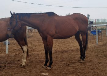 Дубайн хааны хүлэг байсан 10 сая юаниар үнэлэгддэг морь Өвөрмонголд бий