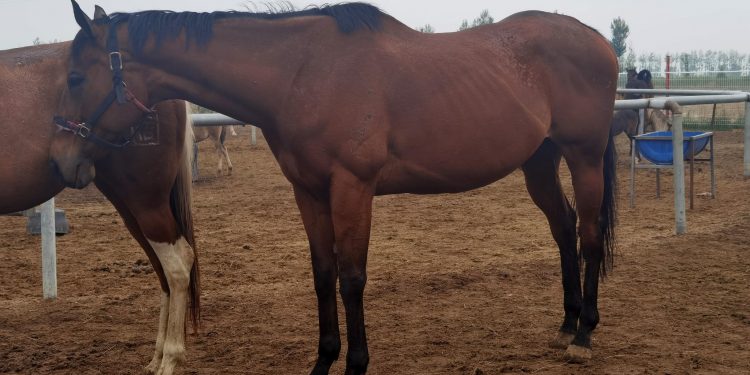 Дубайн хааны хүлэг байсан 10 сая юаниар үнэлэгддэг морь Өвөрмонголд бий