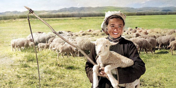 Төрийн албанд шургалсан шуналын тулам цүнх баригчдын балгаар буянт сүрэг маань сүйрч байна