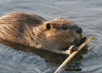 Байгальд нутагшуулсан минж агнавал 2-8 жил хорино