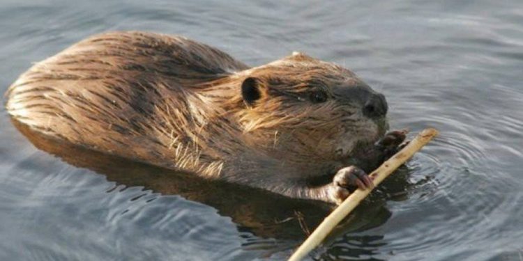 Байгальд нутагшуулсан минж агнавал 2-8 жил хорино