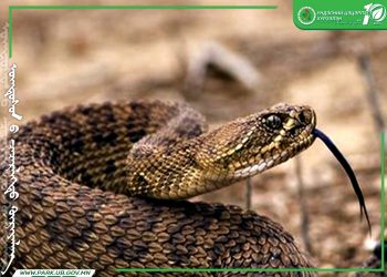 Нийслэлд  Бамбай хоншоорт хортой могой ихээр орж ирэх болжээ