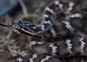 Ц.Цолмонбаатар: Нийслэлийн нутаг дэвсгэрт хоёр төрлийн могой хаа сайгүй тархаад байна