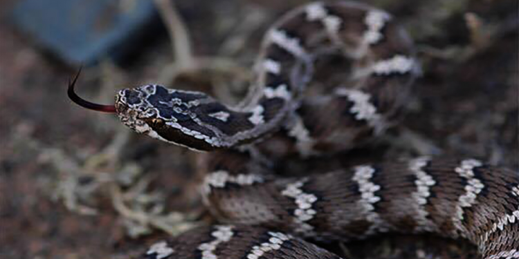 Ц.Цолмонбаатар: Нийслэлийн нутаг дэвсгэрт хоёр төрлийн могой хаа сайгүй тархаад байна