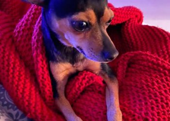 Жүжигчин Г.Ундармаа нохойгоо алджээ