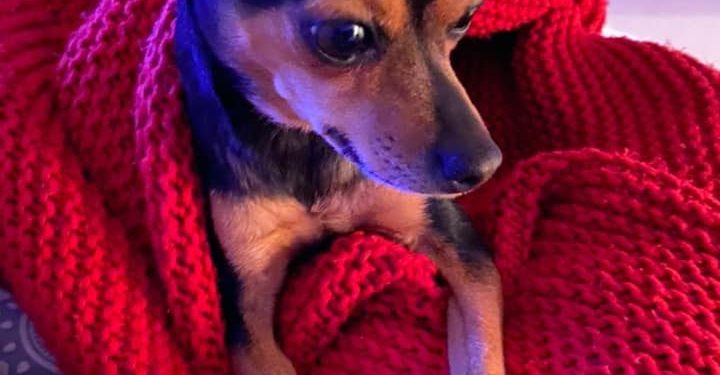 Жүжигчин Г.Ундармаа нохойгоо алджээ