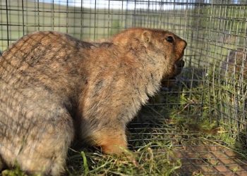 Тарвага агнахыг 3 жилийн хугацаатай хорилоо