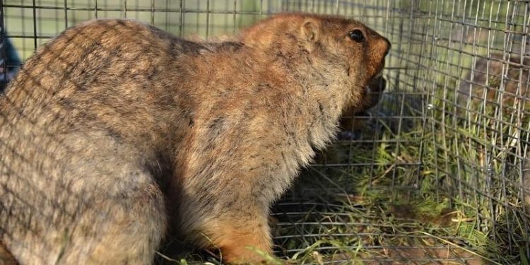 Тарвага агнахыг 3 жилийн хугацаатай хорилоо