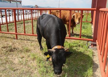 Дундговь аймгийн Эрдэнэдалай суманд шүлхий өвчин гарч 1986 толгой мал өвчилжээ