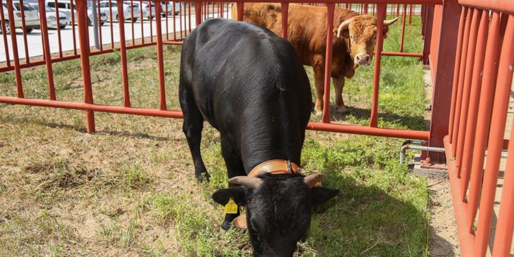 Дундговь аймгийн Эрдэнэдалай суманд шүлхий өвчин гарч 1986 толгой мал өвчилжээ
