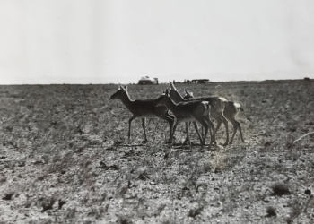Хомын талын цагаан зээрийн сонирхолтой түүх