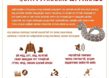 Могойнд хатгуулсан хүнд хүргэх анхны тусламж