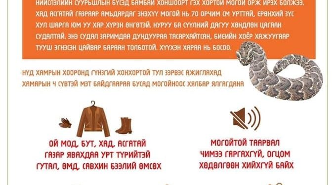 Могойнд хатгуулсан хүнд хүргэх анхны тусламж