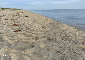 Буйр нуурын эргийг цөлжилт элсний нүүдлээс хамгаална
