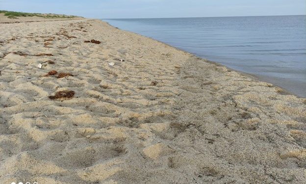 Буйр нуурын эргийг цөлжилт элсний нүүдлээс хамгаална