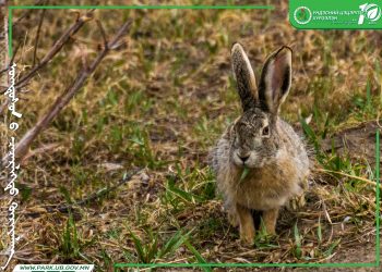 ҮНДЭСНИЙ ЦЭЦЭРЛЭГТ ХҮРЭЭЛЭНД НУТАГЛАДАГ ӨХӨӨРДӨМ АМЬТАД