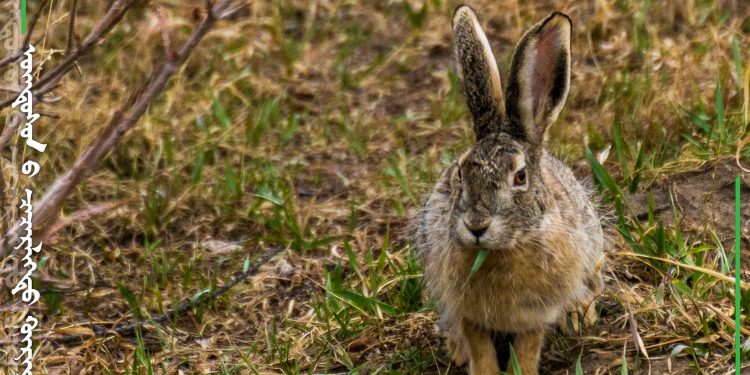 ҮНДЭСНИЙ ЦЭЦЭРЛЭГТ ХҮРЭЭЛЭНД НУТАГЛАДАГ ӨХӨӨРДӨМ АМЬТАД