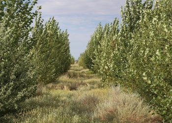 Ухаахудагийн залуус Цогтцэцийд 30 төрлийн 130000 мод тарьжээ